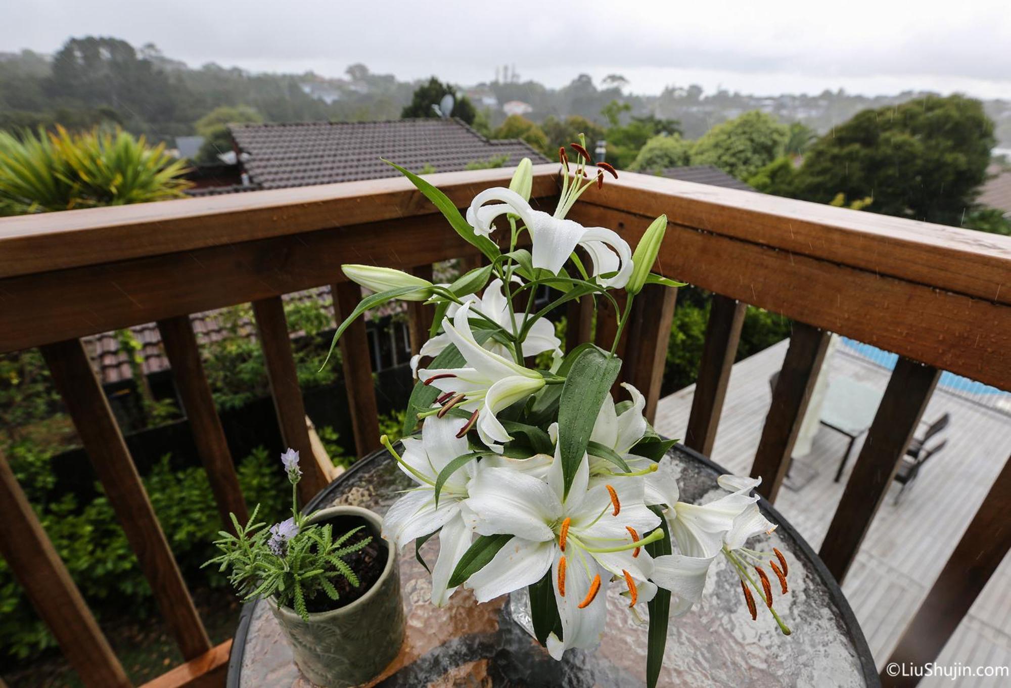 Swimming pool view&new furnished room Auckland Zewnętrze zdjęcie